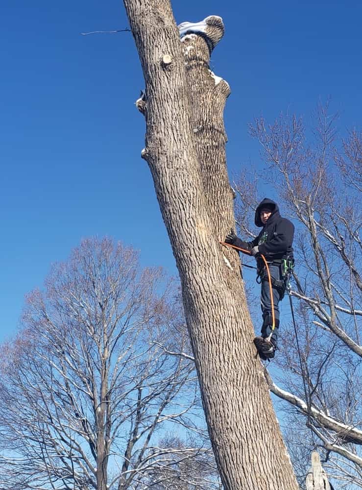 Emergency Tree Service Gloucester MA