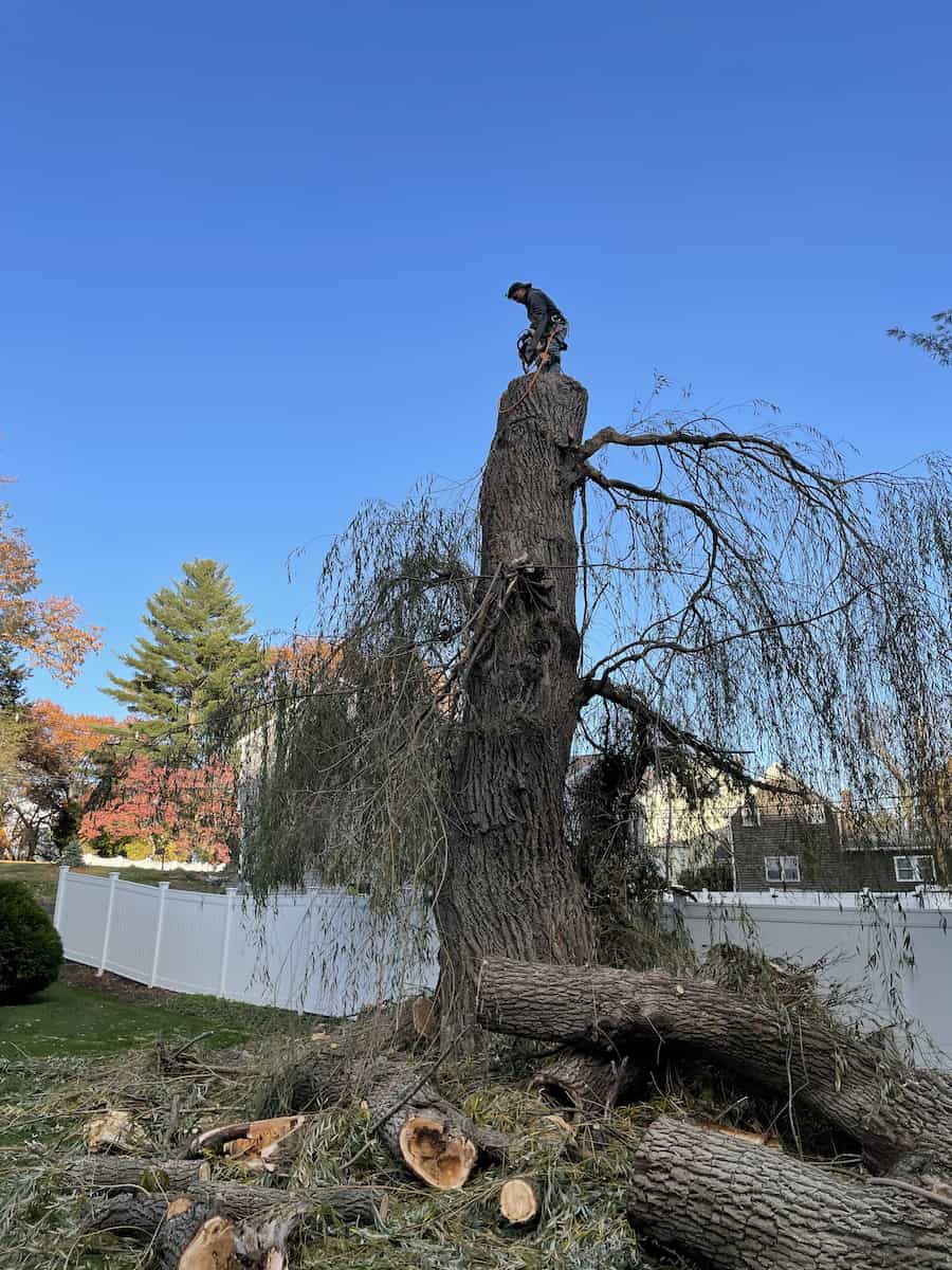 Emergency Tree Service in Peabody