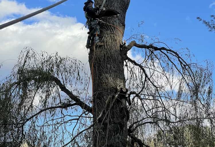 Storm Clean-up