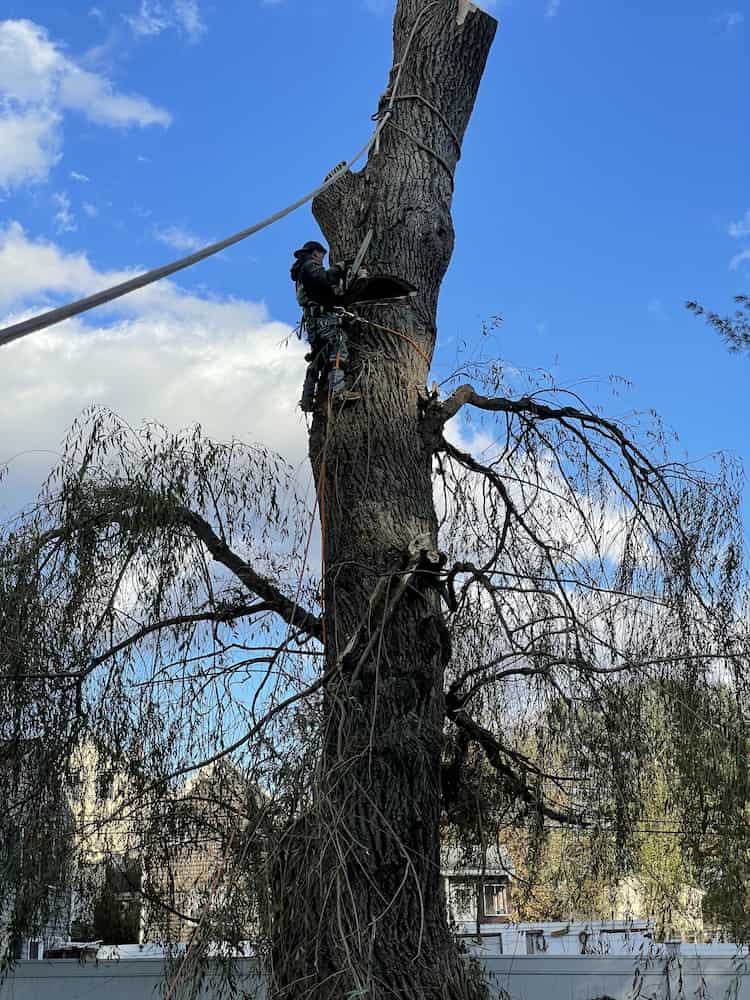 Storm Cleanup Services in Lynn