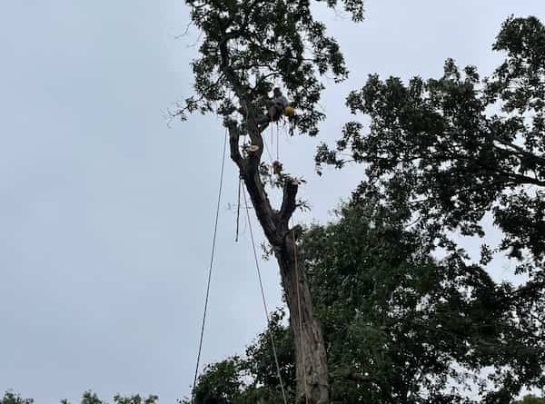 Tree Trimming services