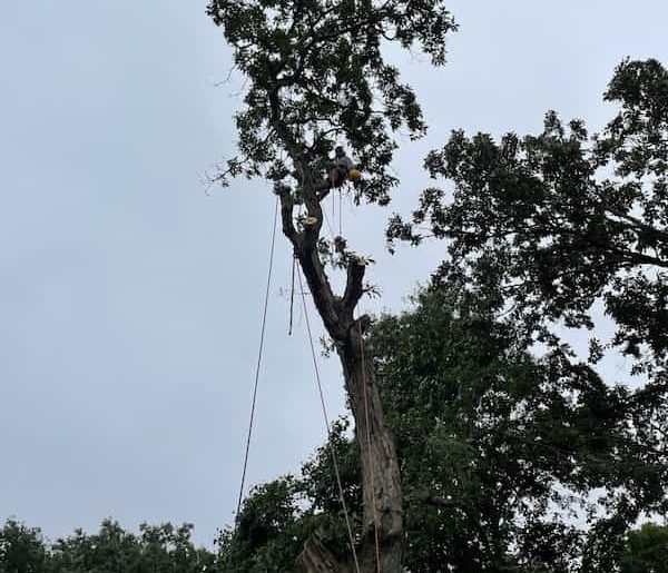 Tree Trimming services