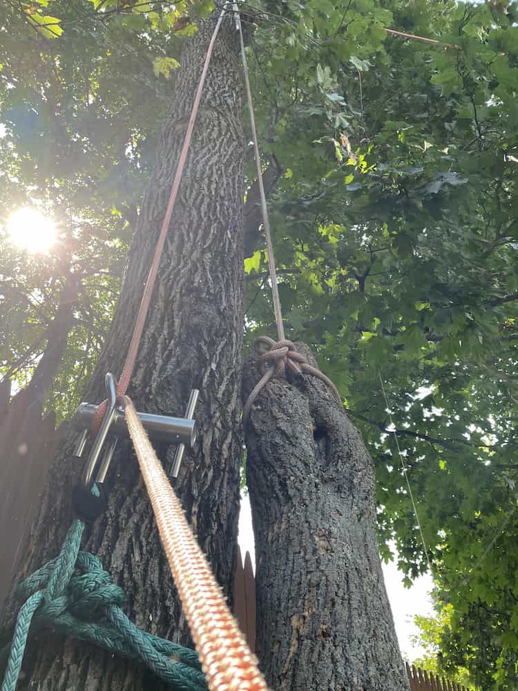 Tree Cabling Services in Lynn