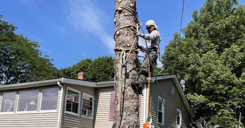 Tree Removal