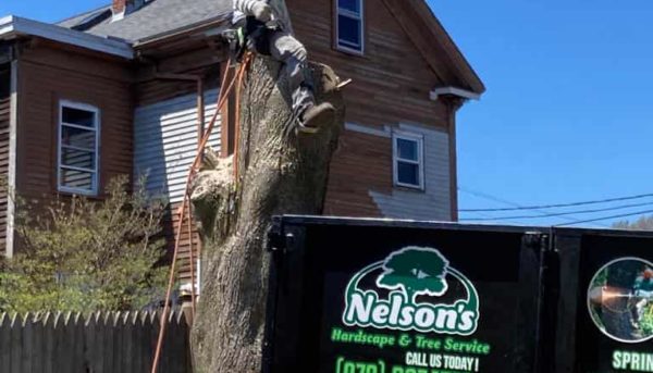 tree removal services near me