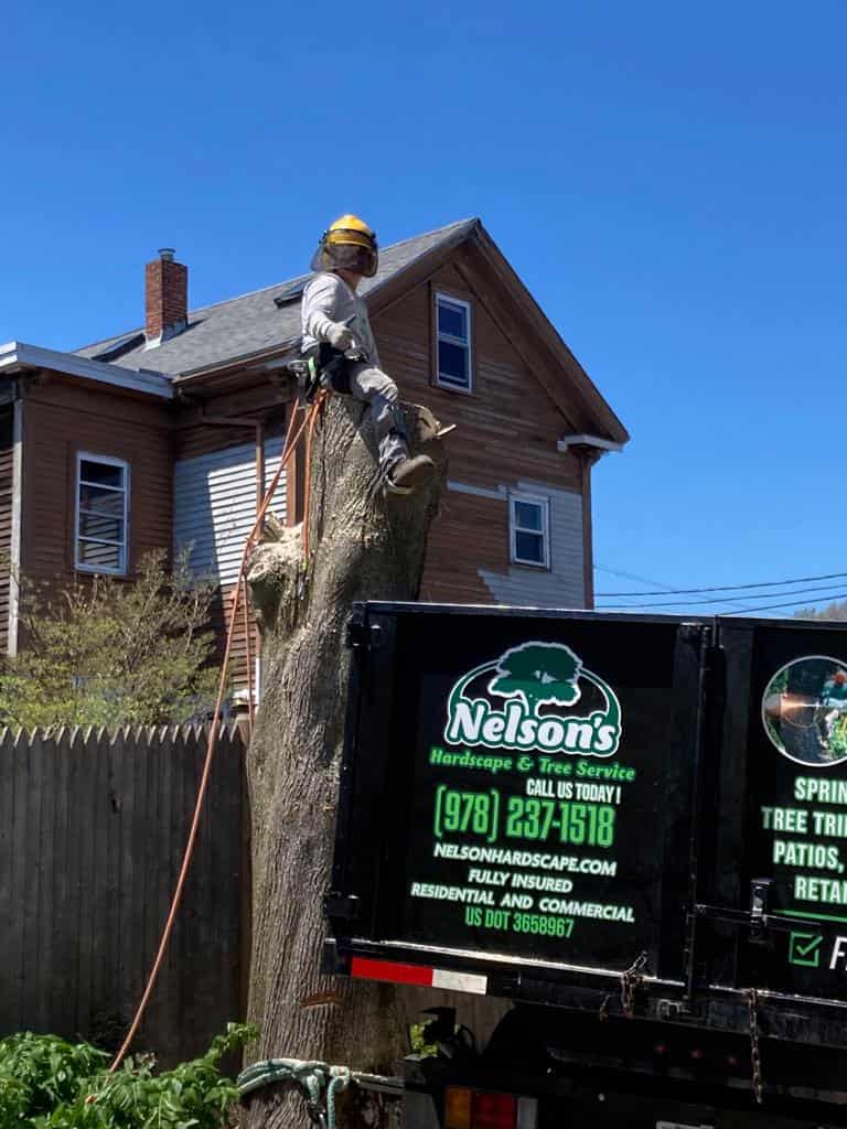 Tree Removal Lynnfield MA