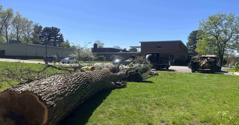 4 Tree Stump Removal Methods: Your Complete Guide to Safe and Effective Solutions