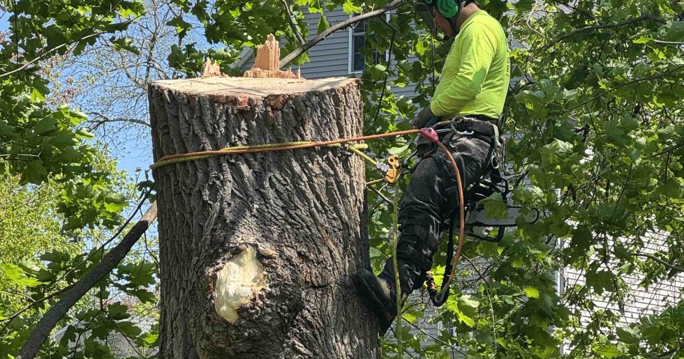 Benefits of Tree Pruning in Summer: Your Complete Guide to Healthier Trees