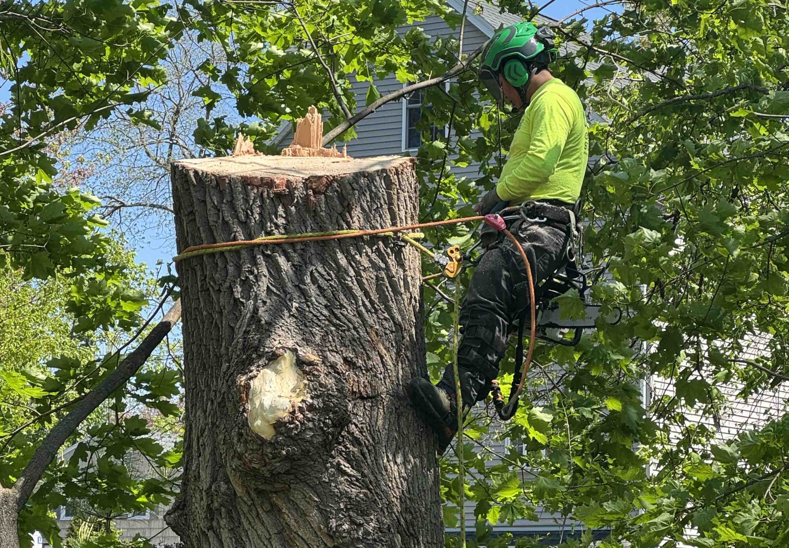Tree Removal Gloucester MA