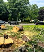 6 Signs You Need Emergency Tree Care: Don’t Wait Until It’s Too Late
