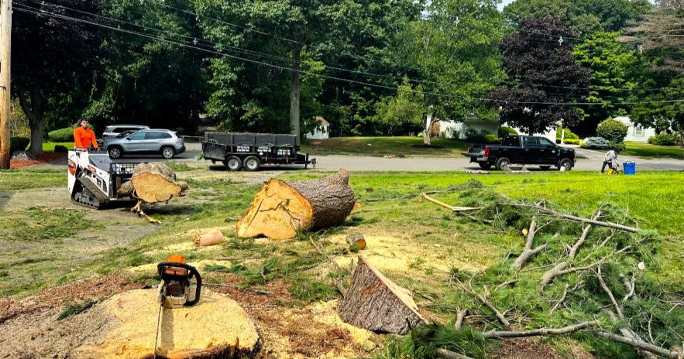 6 Signs You Need Emergency Tree Care: Don't Wait Until It's Too Late