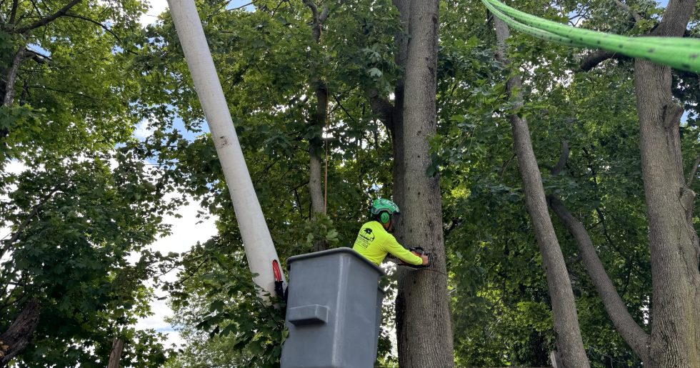 The Environmental Benefits of Tree Removal: A Comprehensive Guide