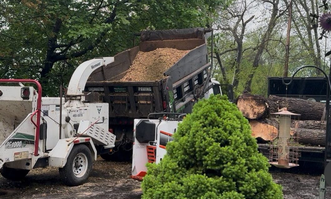 The Environmental Benefits of Tree Removal: A Comprehensive Guide