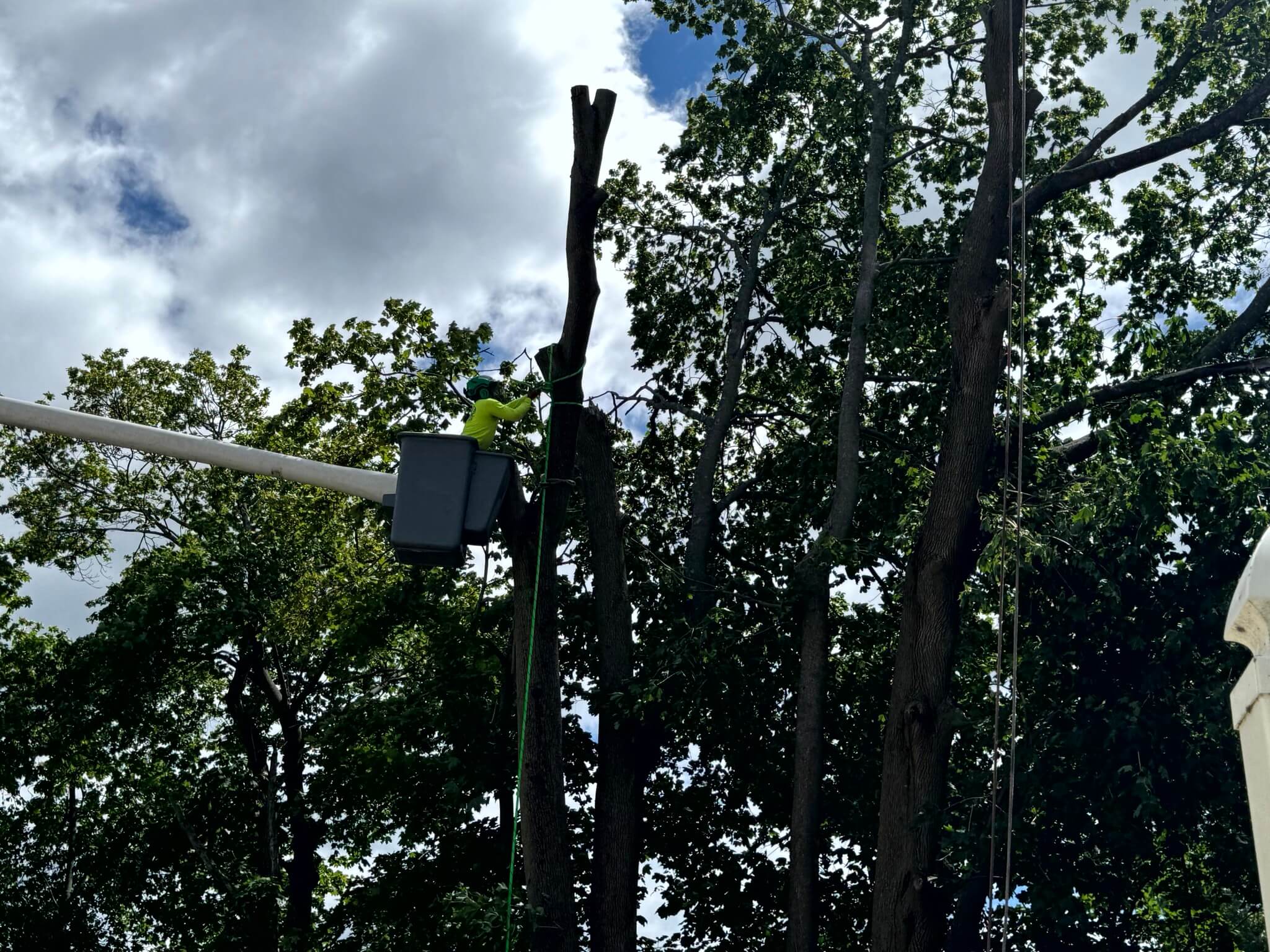 Emergency Tree Service in Lynn