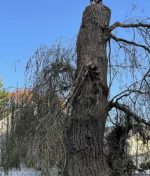 The Importance of Proper Tree Trimming and Tree Maintenance