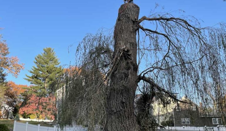 The Importance of Proper Tree Trimming and Tree Maintenance tree trimming and maintenence The Importance of Proper Tree Trimming and Tree Maintenance
