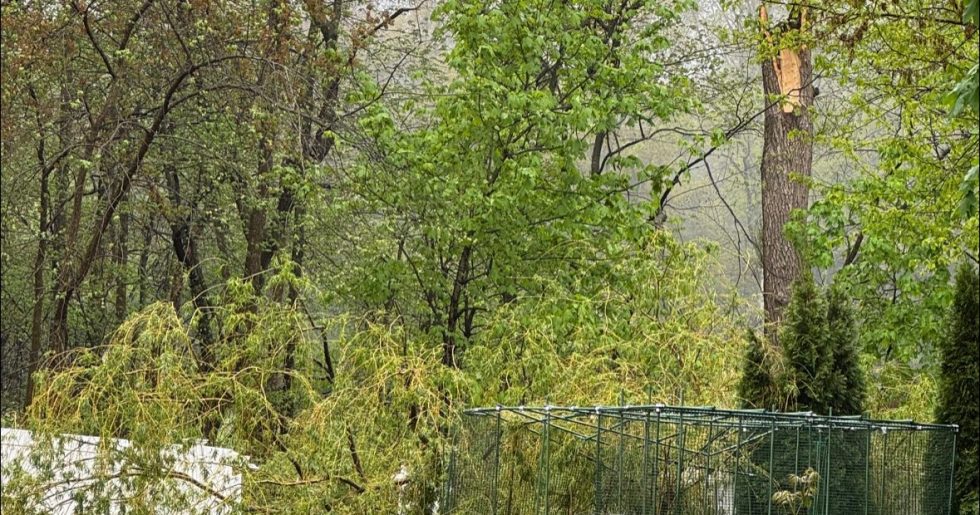 5 Essential Tree Care Steps to Avoid Costly Storm Damage 5 Essential Tree Care Steps to Avoid Costly Storm Damage 5 Essential Tree Care Steps to Avoid Costly Storm Damage