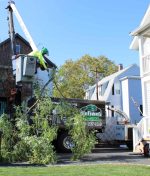 Emergency Tree Trimming: 5 Tips to Handle Tree Hazards Quickly