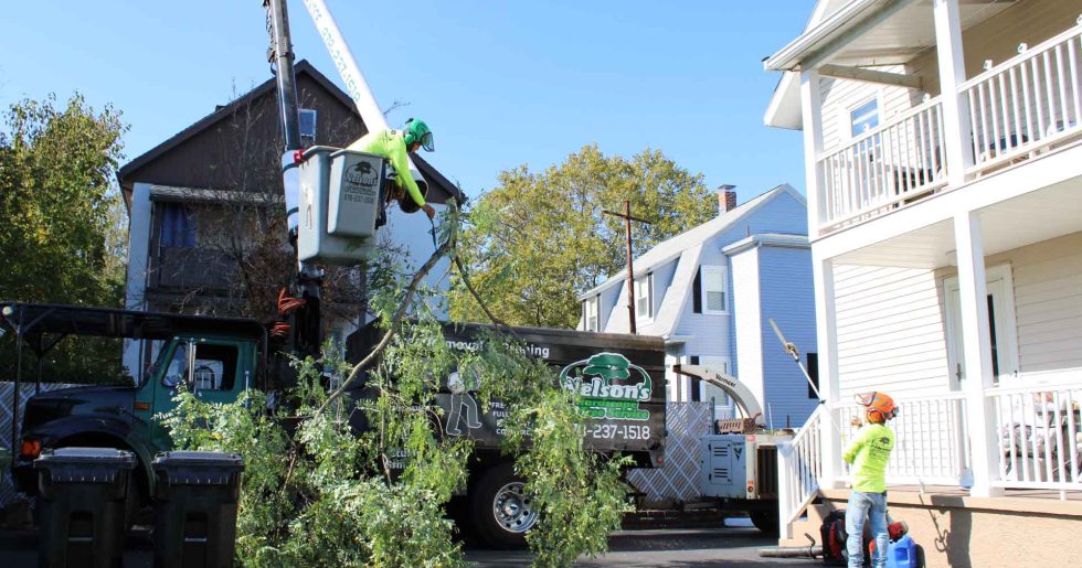 Emergency Tree Trimming: 5 Tips to Handle Tree Hazards Quickly