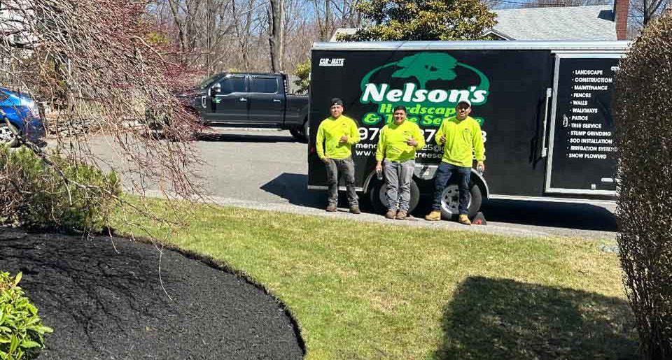 Top Mistakes Homeowners Make When Hiring a Tree Removal Contractor Top Mistakes Homeowners Make When Hiring a Tree Removal Contractor Top Mistakes Homeowners Make When Hiring a Tree Removal Contractor