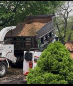 Affordable Tree Removal Services with Free Estimates: Your Complete Guide to Smart Tree Care