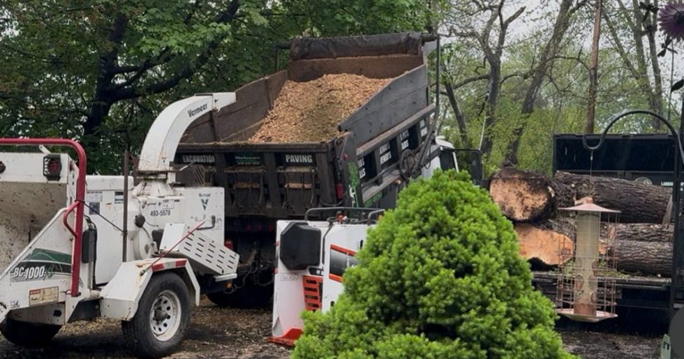 Affordable Tree Removal Services with Free Estimates: Your Complete Guide to Smart Tree Care affordable tree removal service Affordable Tree Removal Services with Free Estimates: Your Complete Guide to Smart Tree Care