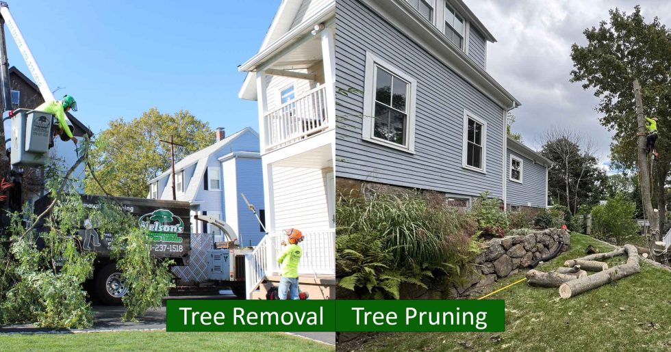 Tree Trimming vs. Tree Pruning — What's the Difference? tree removal vs tree pruning difference Tree Trimming vs. Tree Pruning — What's the Difference?