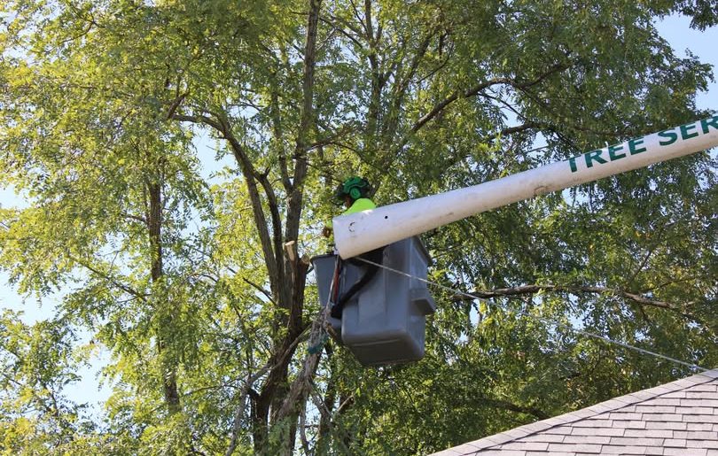 How-to-Prepare-Your-Property-for-Tree-Removal