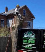 The Art of Tree Trimming: Choosing the Right Technique