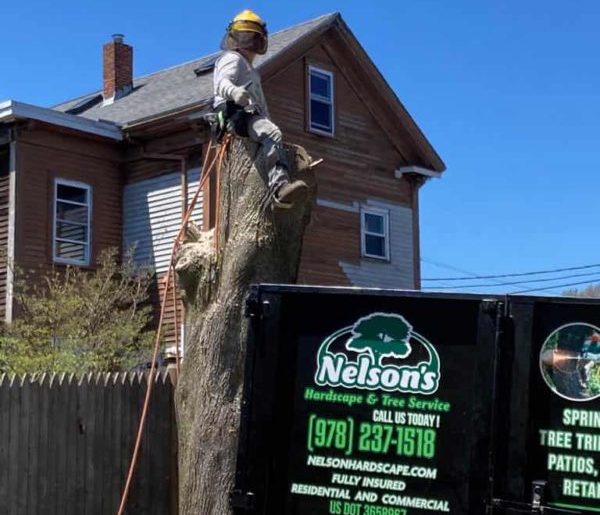 The Art of Tree Trimming: Choosing the Right Technique art of tree trimming The Art of Tree Trimming: Choosing the Right Technique