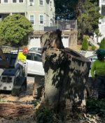 Stump Grinding vs Stump Removal Cost Comparison for Homeowners