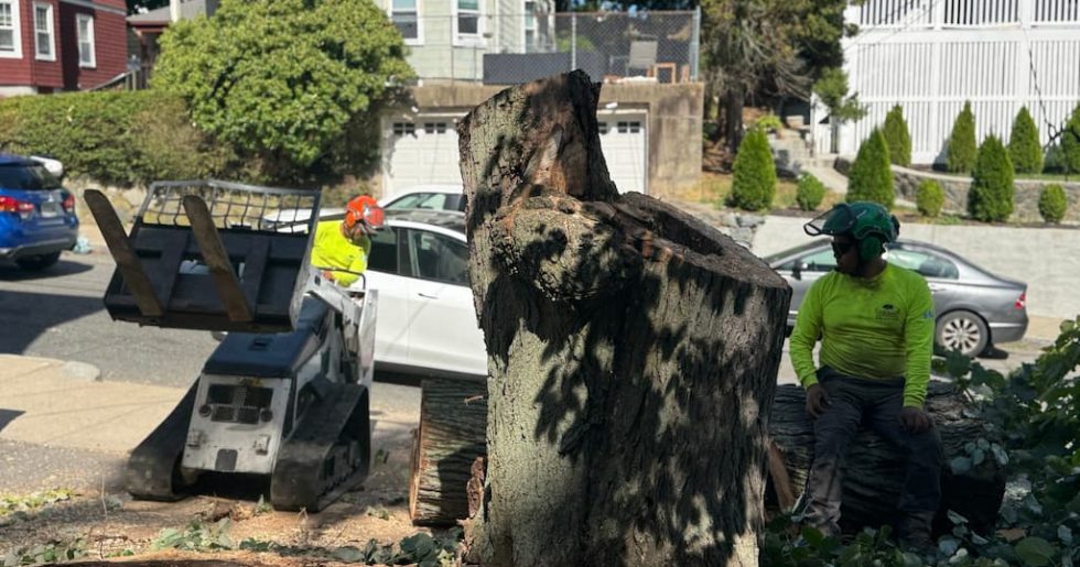 Stump Grinding vs Stump Removal Cost Comparison