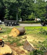 Emergency Tree Removal: When Is It Necessary and What to Do