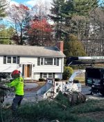Tree Removal Cost Factors Every Homeowner Should Know