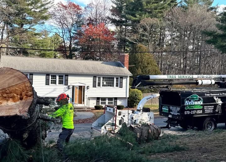 Professional tree removal crew cutting a large tree near a residential home using heavy equipment, illustrating factors that affect tree removal costs.