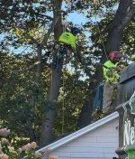Tree Removal Cost: A Complete Guide for Homeowners