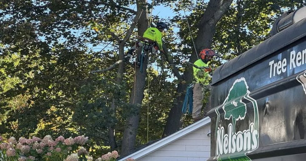 Professional tree removal crew safely removing a large tree near a residential home in Massachusetts