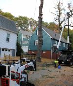 Expert Tree Services in Woburn MA